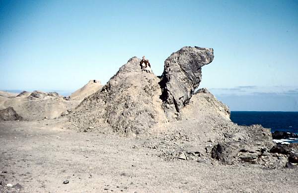 Camel at Tocopilla